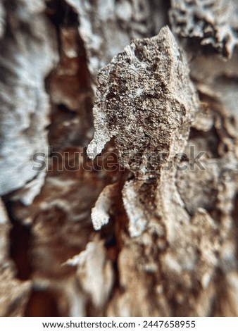 Brown tree bark in a sunny summer forest. Close-up photo.