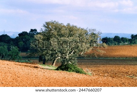 Tree isolated in a field in country side of Portugal