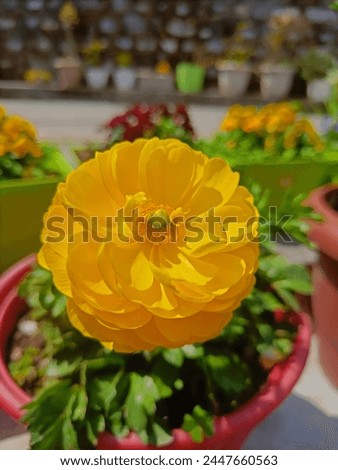unique yellow colour flower close up green leaves 