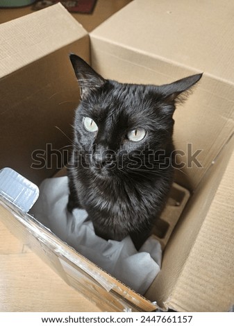 A black cat in a box