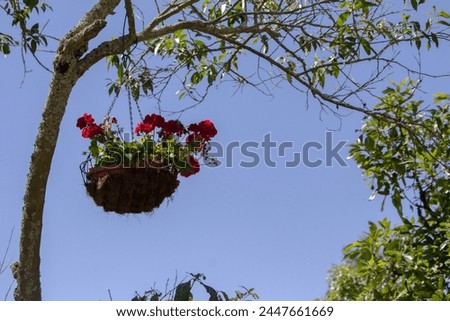 Maceta con flores, árbol, exterior, cielo azul. Royalty-Free Stock Photo #2447661669