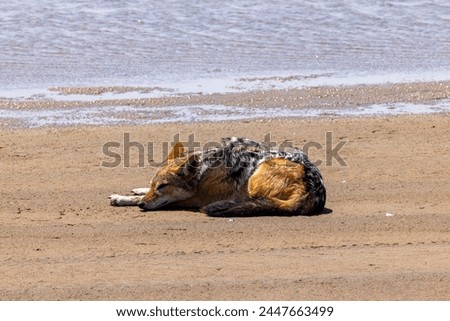 Picture of a single jackal on the sandy coast near Walvis bay in Namibia during the day