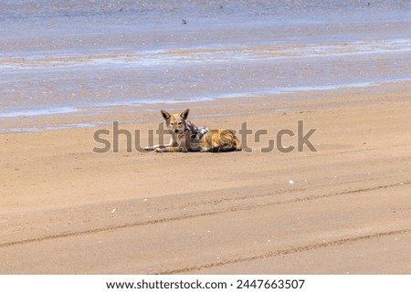 Picture of a single jackal on the sandy coast near Walvis bay in Namibia during the day