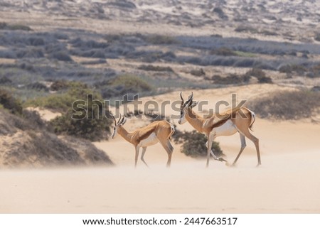 Picture of two springboks with horns in on a sand dune in Namib desert in Namibia during the day