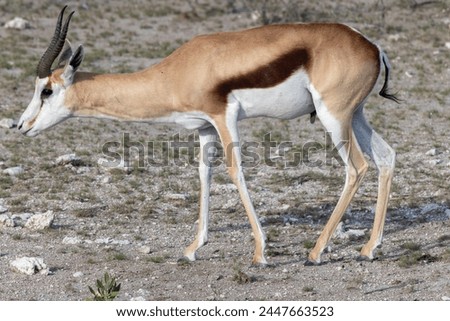 Picture of a springbok with horns in Etosha National Park in Namibia during the day