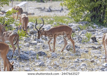 Picture of a group of springboks with horns in Etosha National Park in Namibia during the day