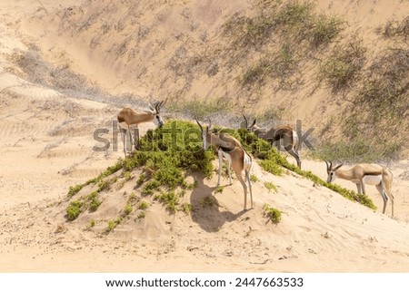 Picture of a group of springboks with horns in on a sand dune in Namib desert in Namibia during the day