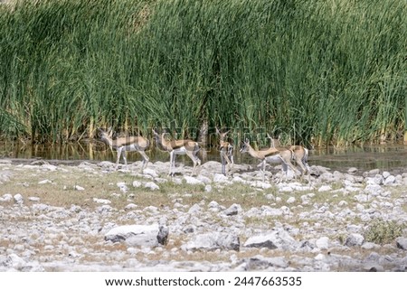 Picture of a group of springboks with horns in Etosha National Park in Namibia during the day