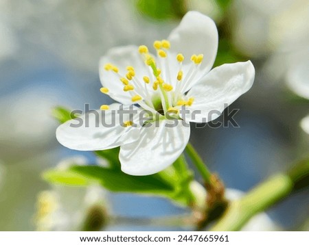 Close-up photo of cherry blossom