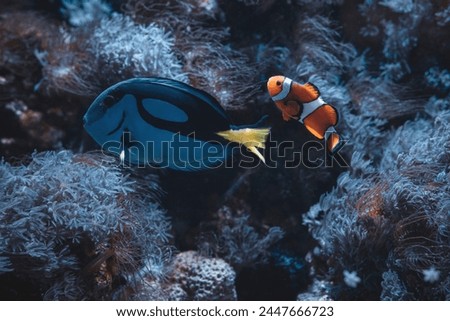blue tank and clown fish between corals