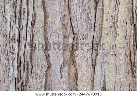 Close Up Bark Of A Acer Saccharinum Lacinatum Wieri Royalty-Free Stock Photo #2447670913