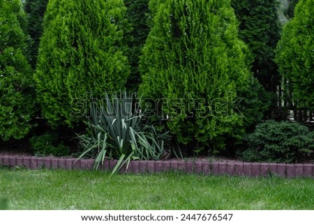Beautiful green well-kept thuja grow in the garden Royalty-Free Stock Photo #2447676547