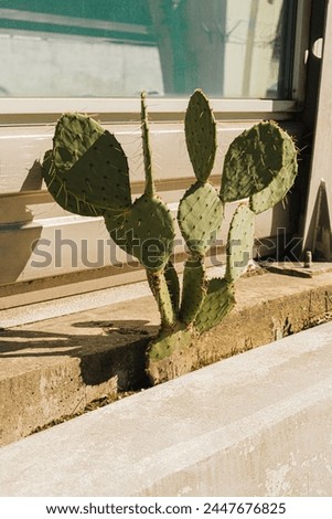 A photo of a cactus with yellow thorns against the backdrop of a metal fence behind concrete in the city. Flat leaves of a green cactus with a pattern of needles. Textured natural background.
