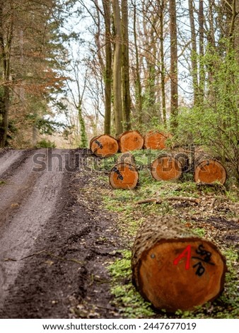 Freshly felled trees in the mixed forest