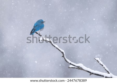 This image shows a long, snow covered branch with a striking male mountain bluebird perched on the end. There is a heavy spring snowfall in progress.