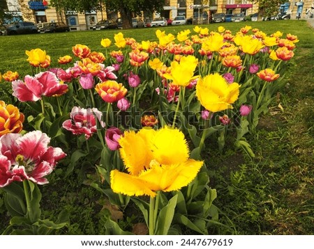 Tulipa gesneriana, the Didier's tulip or garden tulip, is a species of plant in the lily family, cultivated as an ornamental in many countries because of its large, showy flowers. Royalty-Free Stock Photo #2447679619