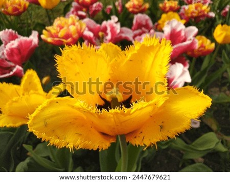 Tulipa gesneriana, the Didier's tulip or garden tulip, is a species of plant in the lily family, cultivated as an ornamental in many countries because of its large, showy flowers. Royalty-Free Stock Photo #2447679621