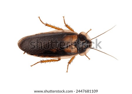 Argentinian wood roach, Blaptica dubia, male cockroaches isolated on white background, top view