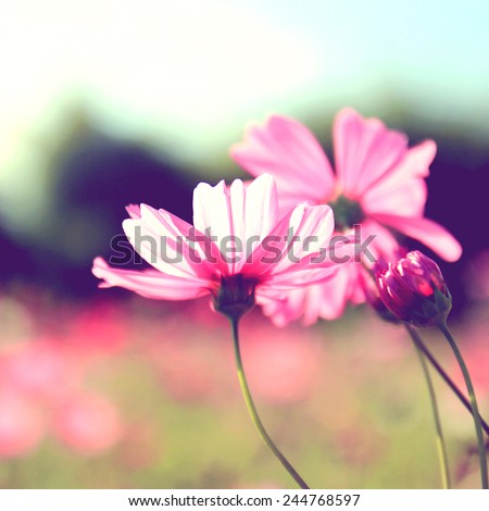 Pink cosmos flowers with retro filter effect