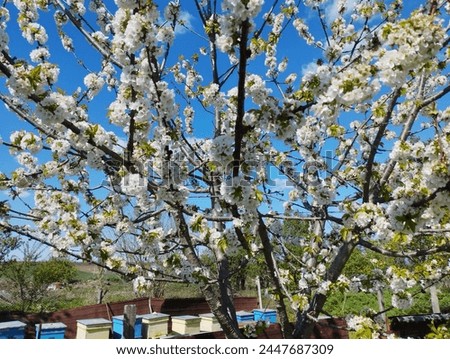 Blossoming trees in spring. Close up photo.