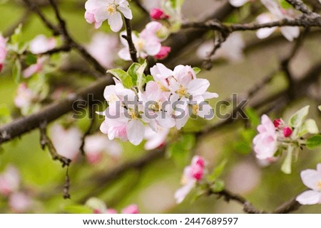 Blooming tree branch in the mountains