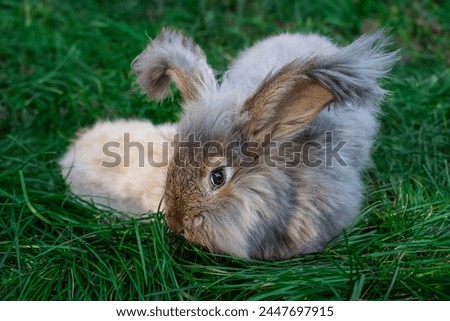 Two medium sized Angora gray and beige rabbits sitting on green grass on a sunny day before Easter, ears with tassels, one moves towards the camera