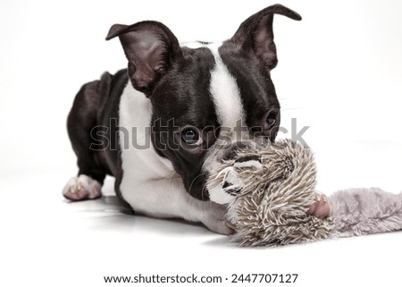 Boston Terrier, puppy 4 month old, with a toy, lying in studio, on white background. Black and white dog. Head portrait of purebred Boston Terrier pupy, studio shot, white background. 