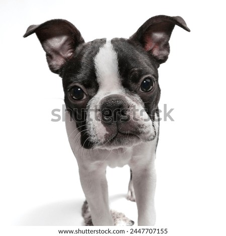 Boston Terrier, puppy 4 month old, standing in front of white background. Cut and adorable Boston Terrier purebred puppy,  studio, standing,  front of white background.  Black and white young dog.