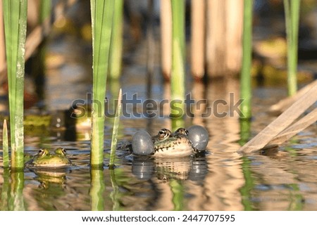 Green Marsh Frog Pelophylax ridibundus croaking on a beautiful light. Royalty-Free Stock Photo #2447707595