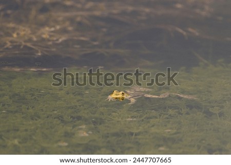 Green Marsh Frog in the pond. Pelophylax ridibundus. Royalty-Free Stock Photo #2447707665