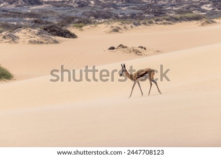 Picture of a springbok with horns in on a sand dune in Namib desert in Namibia during the day