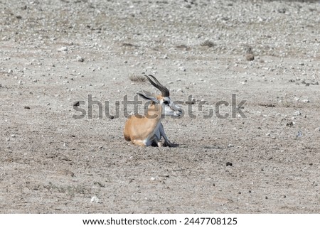 Picture of a springbok with horns in Etosha National Park in Namibia during the day
