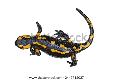 fire salamander isolated over white background (Salamandra salamandra)