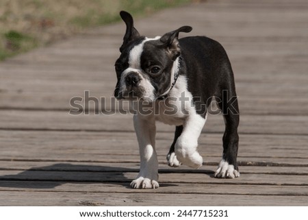 Funny young purebred Boston Terrier dog, walk on a boards. 4-month-old funny Young Boston Terrier puppy. Cute facial expression, a dynamic approach, with a decided step towards its owners.