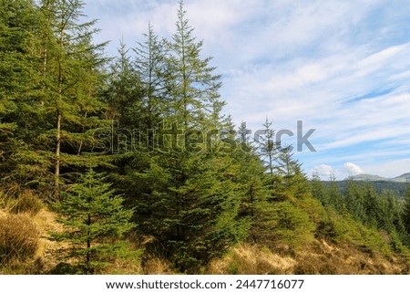 Scenic forest of pine trees nestled in mountain landscape. Azure sky adds depth to the lush greenery. A tranquil oasis amidst nature's grandeur.