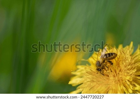 A small honeybee sits on a flowering dandelion. The flower is at the bottom right of the picture. Blurred blades of grass and other flowers can be seen in the background.