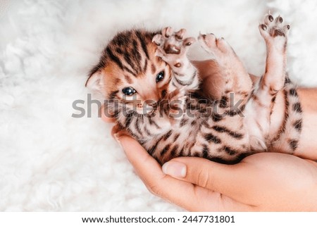 Two week old small newborn bengal kitten on a white background.A kitten in the hands of a girl. On the palms is a small cute kitten.Copy space.Close-up. Royalty-Free Stock Photo #2447731801