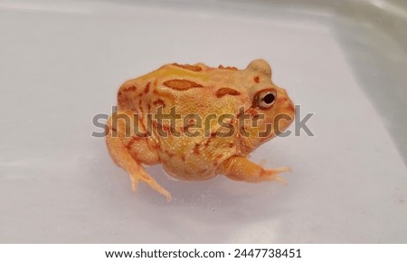 Pacman Frog is South American horned frogs, from genus Ceratophrys Royalty-Free Stock Photo #2447738451