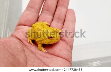 Pacman Frog is South American horned frogs, from genus Ceratophrys Royalty-Free Stock Photo #2447738455