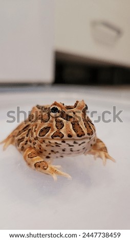 Pacman Frog is South American horned frogs, from genus Ceratophrys Royalty-Free Stock Photo #2447738459
