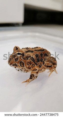 Pacman Frog is South American horned frogs, from genus Ceratophrys Royalty-Free Stock Photo #2447738475