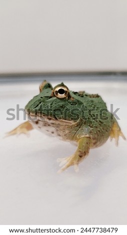 Pacman Frog is South American horned frogs, from genus Ceratophrys Royalty-Free Stock Photo #2447738479