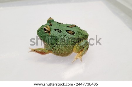 Pacman Frog is South American horned frogs, from genus Ceratophrys Royalty-Free Stock Photo #2447738485
