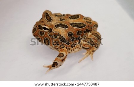 Pacman Frog is South American horned frogs, from genus Ceratophrys Royalty-Free Stock Photo #2447738487
