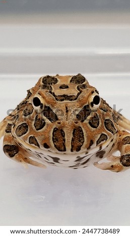 Pacman Frog is South American horned frogs, from genus Ceratophrys Royalty-Free Stock Photo #2447738489