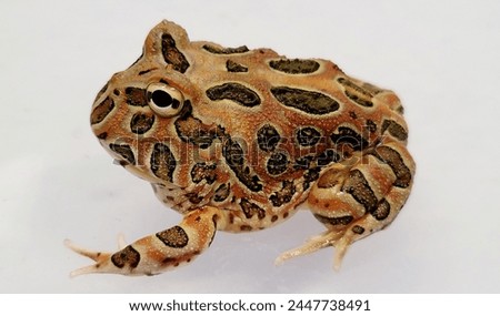 Pacman Frog is South American horned frogs, from genus Ceratophrys Royalty-Free Stock Photo #2447738491