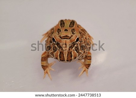 Pacman Frog is South American horned frogs, from genus Ceratophrys Royalty-Free Stock Photo #2447738513
