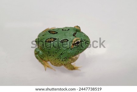 Pacman Frog is South American horned frogs, from genus Ceratophrys Royalty-Free Stock Photo #2447738519