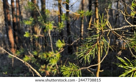 Bright fir tree branch against dark dense woods in golden light of sunset. Wild forest in spring. Soft focus. film grain pixel texture. Defocused.