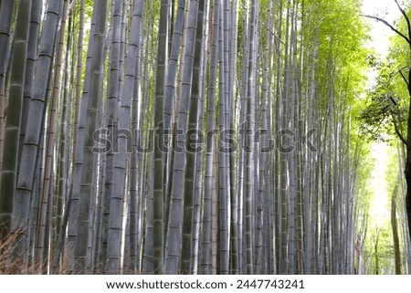 Bamboo trees, Bamboo forest in Kamakura, Tokyo, Japan